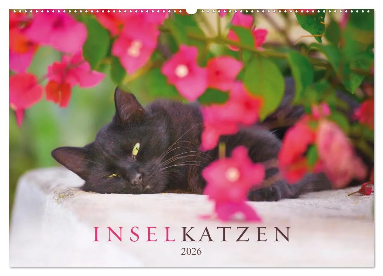Cover: 9783457570074 | Inselkatzen (Wandkalender 2026 DIN A2 quer), CALVENDO Monatskalender