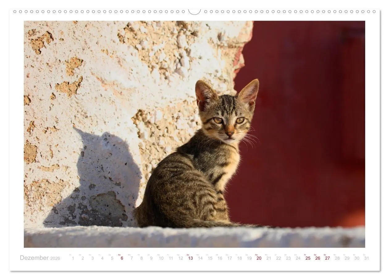 Bild: 9783457570074 | Inselkatzen (Wandkalender 2026 DIN A2 quer), CALVENDO Monatskalender