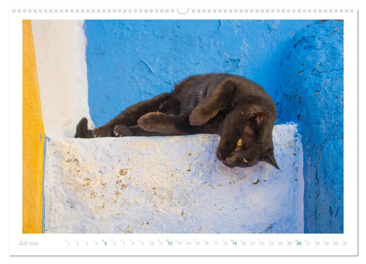 Bild: 9783457570074 | Inselkatzen (Wandkalender 2026 DIN A2 quer), CALVENDO Monatskalender