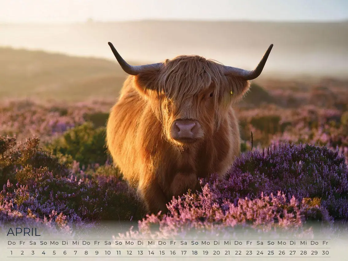 Bild: 9783693570074 | Faszination Schottland Kalender 2027 | Susanne Pommer (u. a.) | 2027