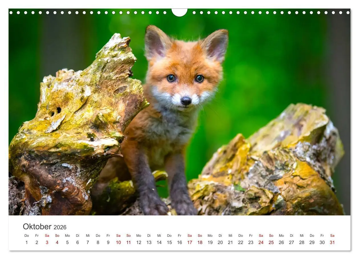 Bild: 9783457560174 | Junge Füchse - Verspielte Neugierde. (Wandkalender 2026 DIN A3...
