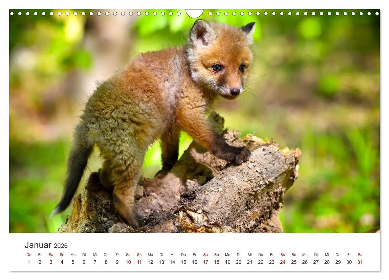 Bild: 9783457560174 | Junge Füchse - Verspielte Neugierde. (Wandkalender 2026 DIN A3...