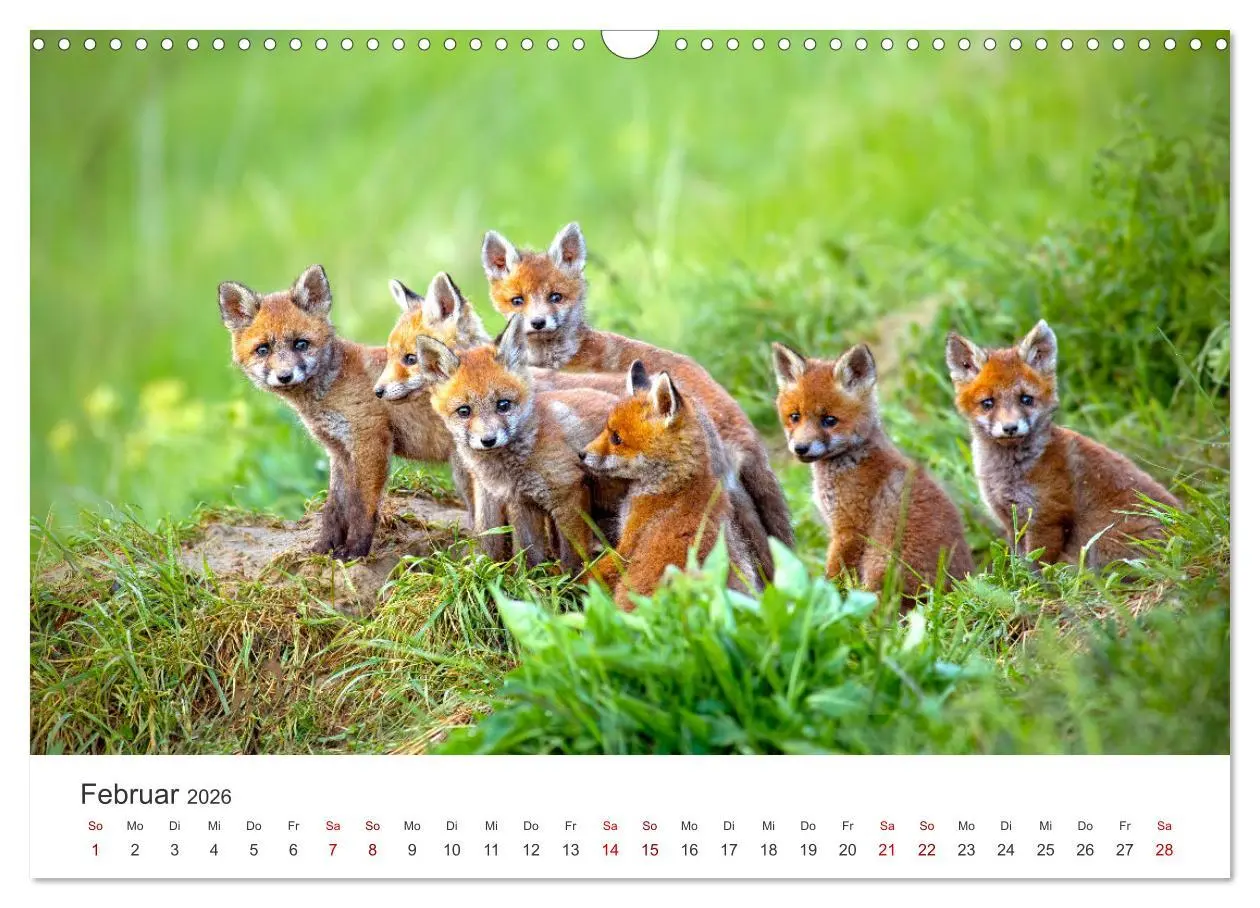 Bild: 9783457560174 | Junge Füchse - Verspielte Neugierde. (Wandkalender 2026 DIN A3...