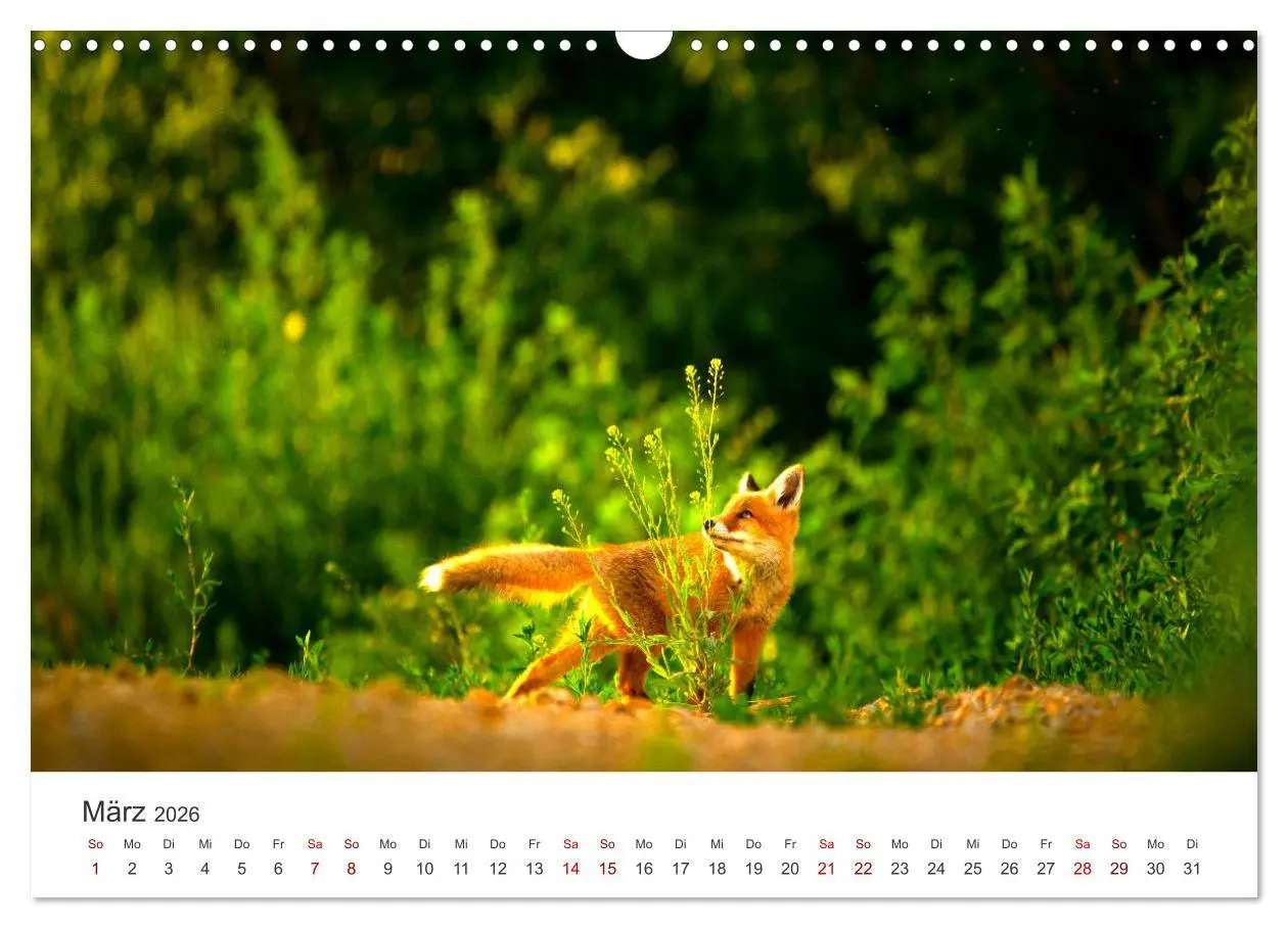 Bild: 9783457560174 | Junge Füchse - Verspielte Neugierde. (Wandkalender 2026 DIN A3...