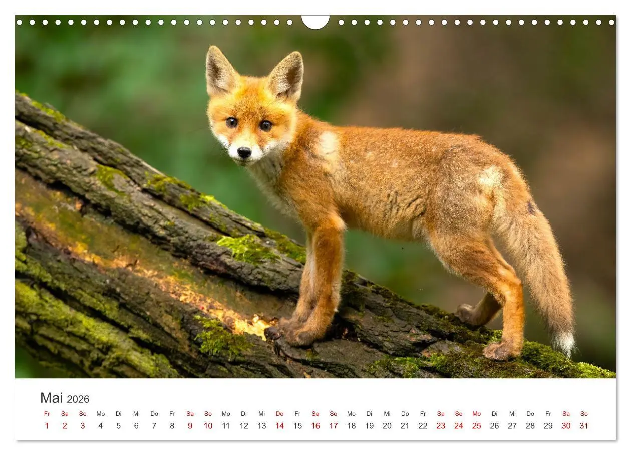 Bild: 9783457560174 | Junge Füchse - Verspielte Neugierde. (Wandkalender 2026 DIN A3...