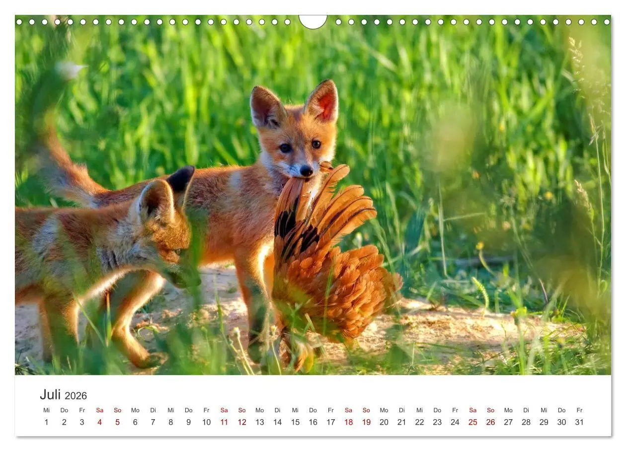 Bild: 9783457560174 | Junge Füchse - Verspielte Neugierde. (Wandkalender 2026 DIN A3...