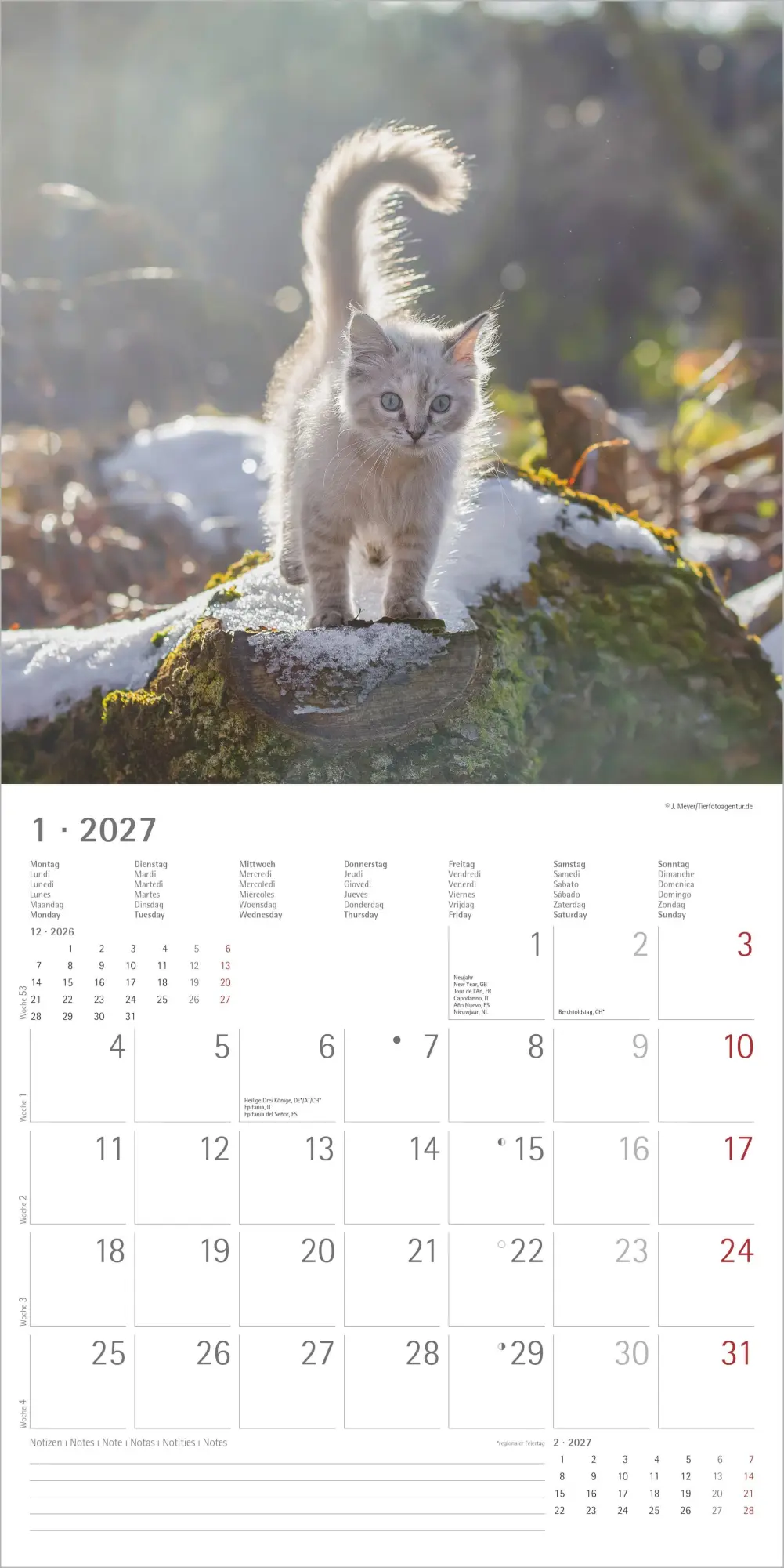 Bild: 4069095010574 | Samtpfötchen 2027 | Neumann Verlage GmbH &amp; Co KG | Kalender | 14 S.