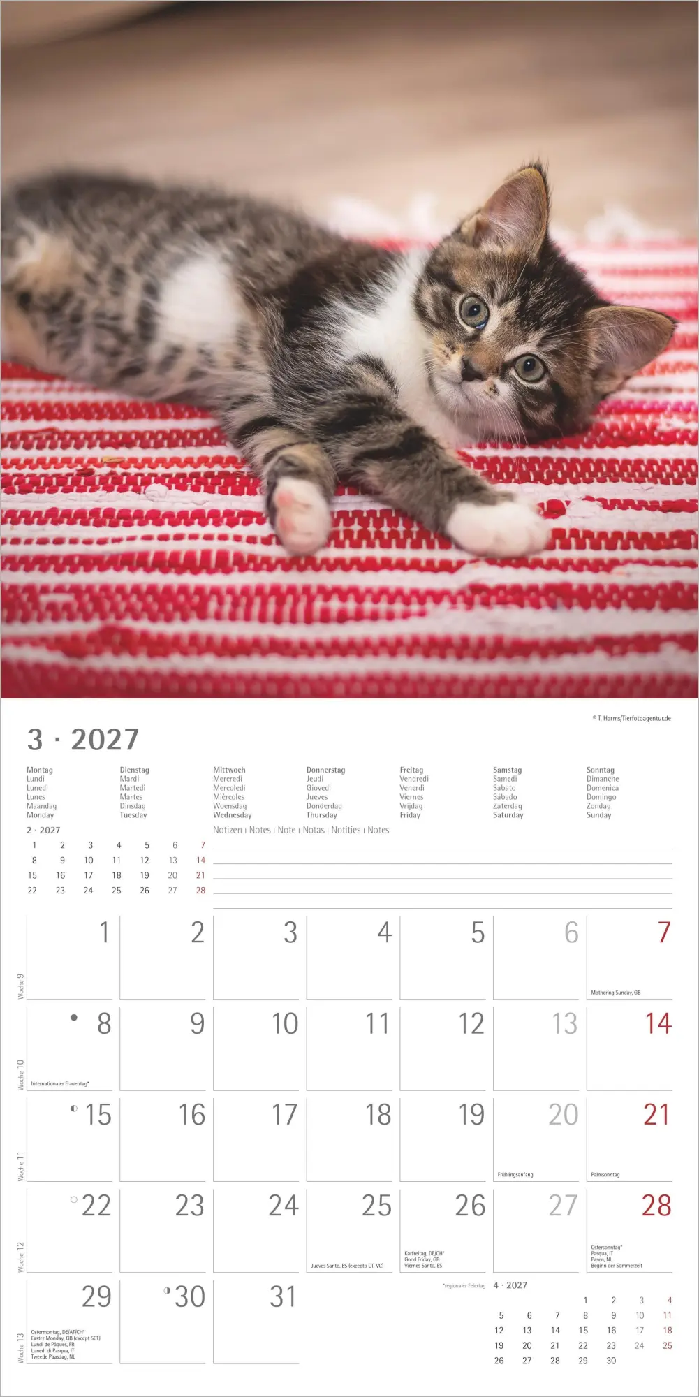 Bild: 4069095010574 | Samtpfötchen 2027 | Neumann Verlage GmbH &amp; Co KG | Kalender | 14 S.
