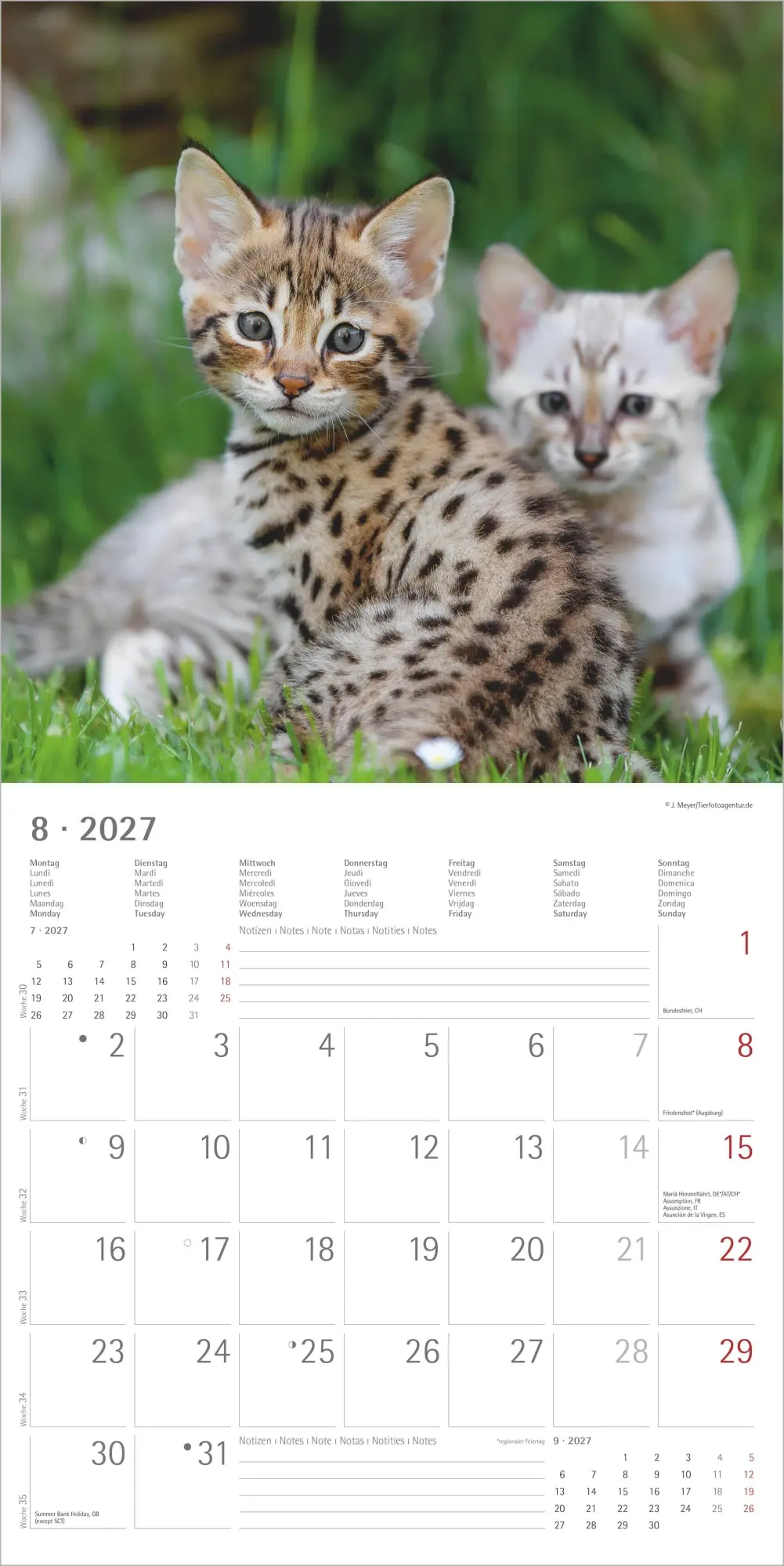 Bild: 4069095010574 | Samtpfötchen 2027 | Neumann Verlage GmbH &amp; Co KG | Kalender | 14 S.