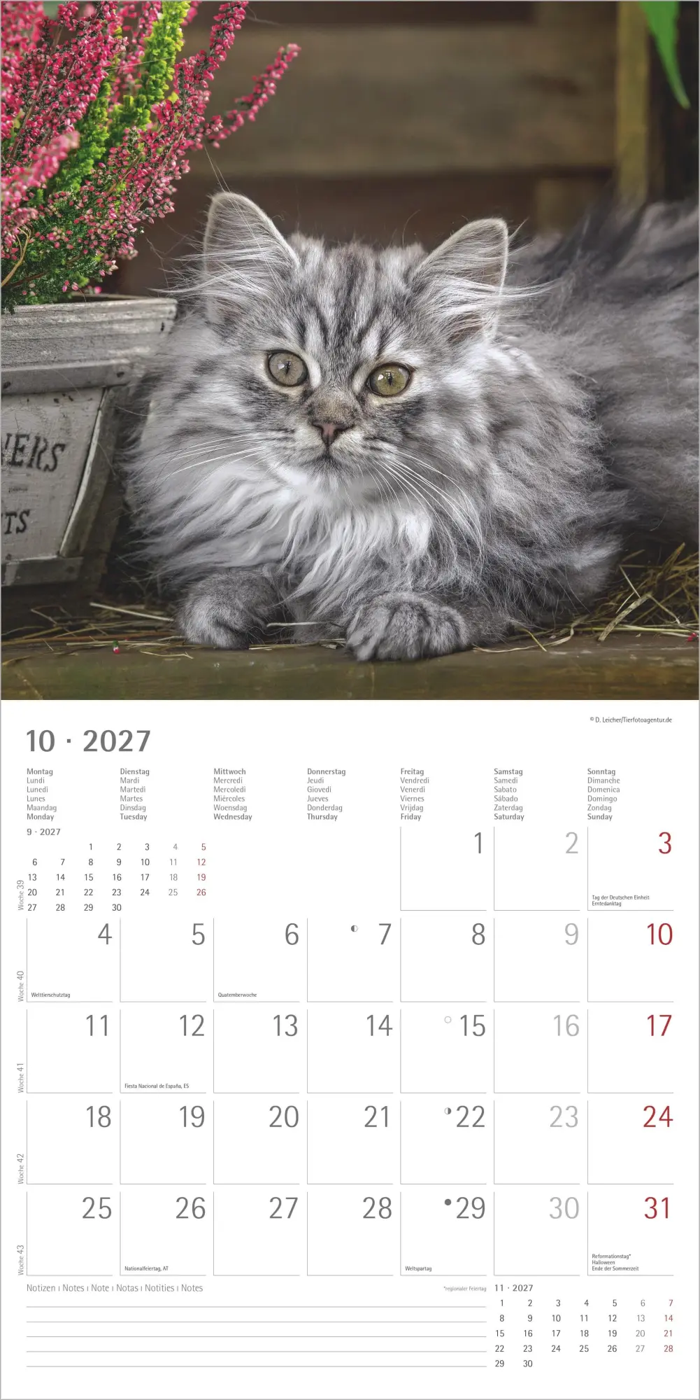 Bild: 4069095010574 | Samtpfötchen 2027 | Neumann Verlage GmbH &amp; Co KG | Kalender | 14 S.