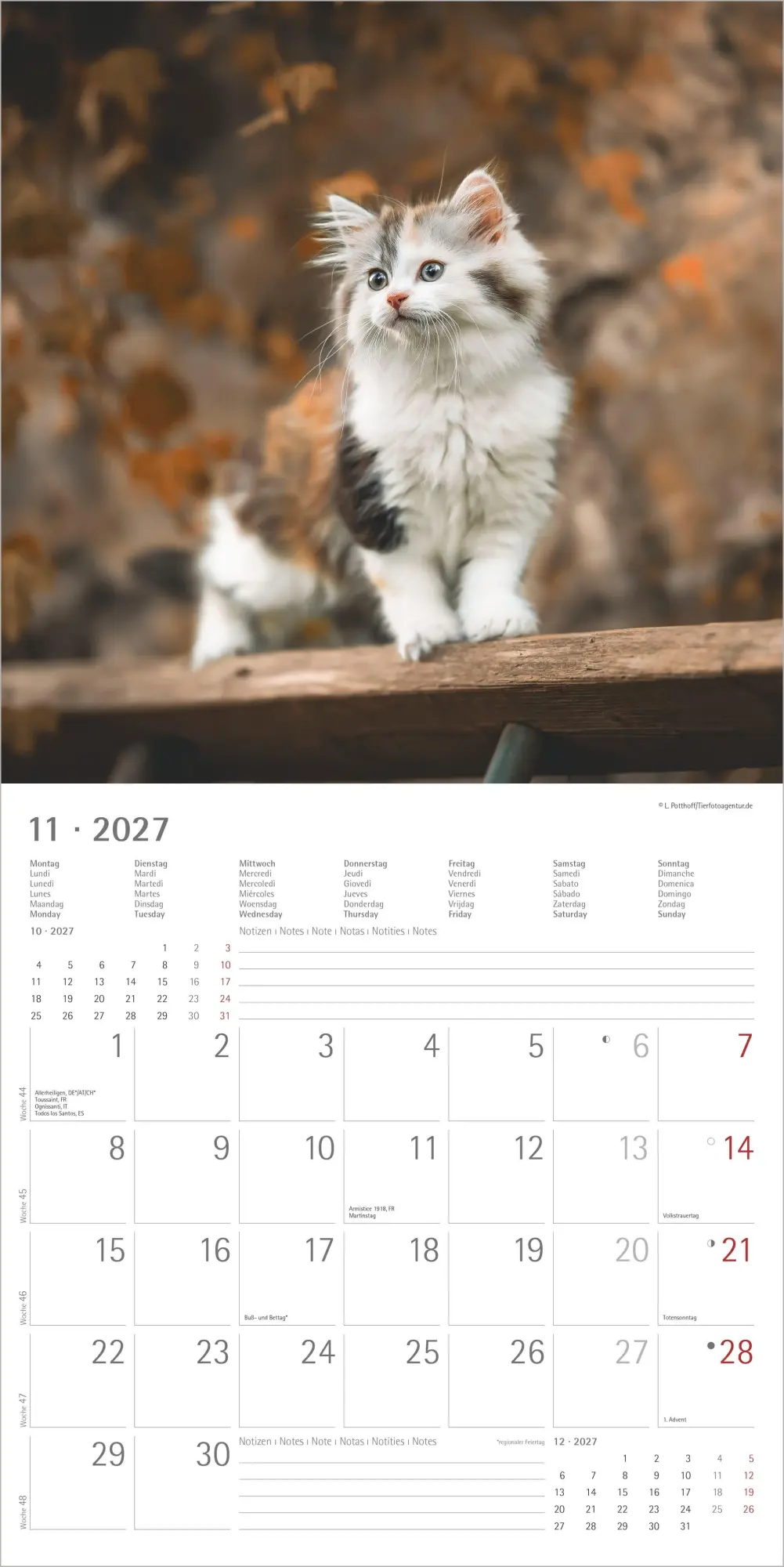 Bild: 4069095010574 | Samtpfötchen 2027 | Neumann Verlage GmbH &amp; Co KG | Kalender | 14 S.