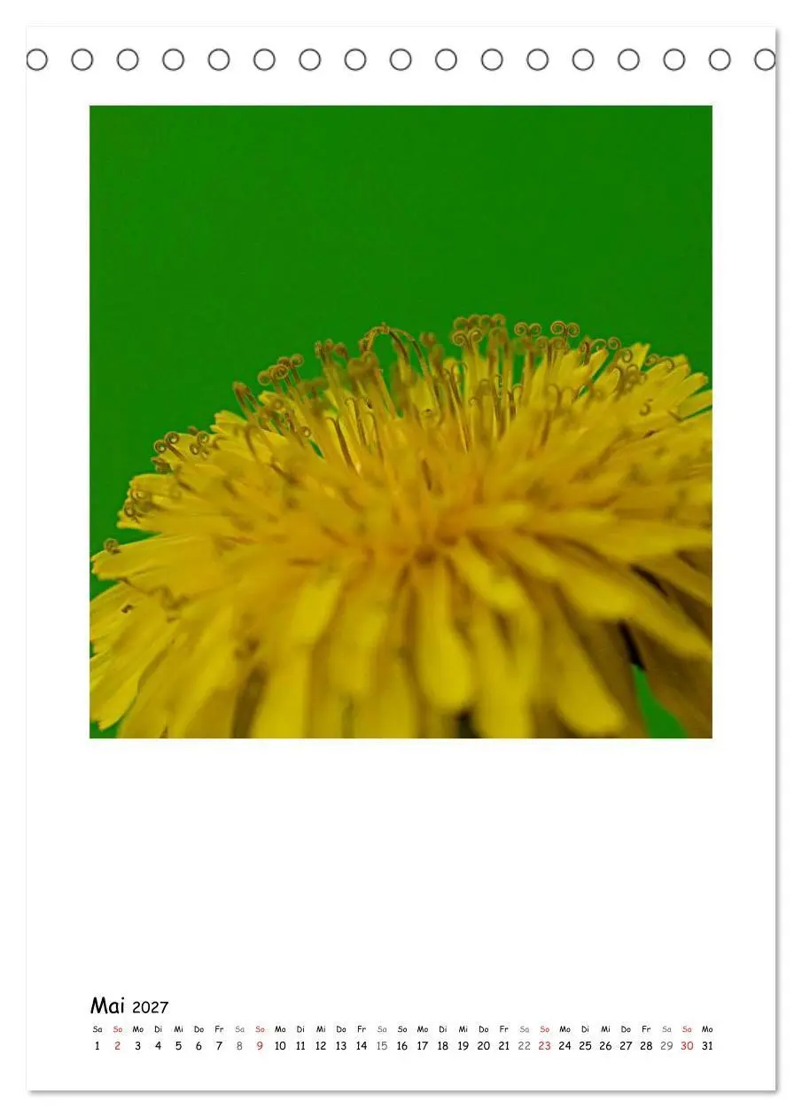 Bild: 9783594200674 | BLUMEN EINFACH IN SZENE GESETZT (Tischkalender 2027 DIN A5 hoch),...