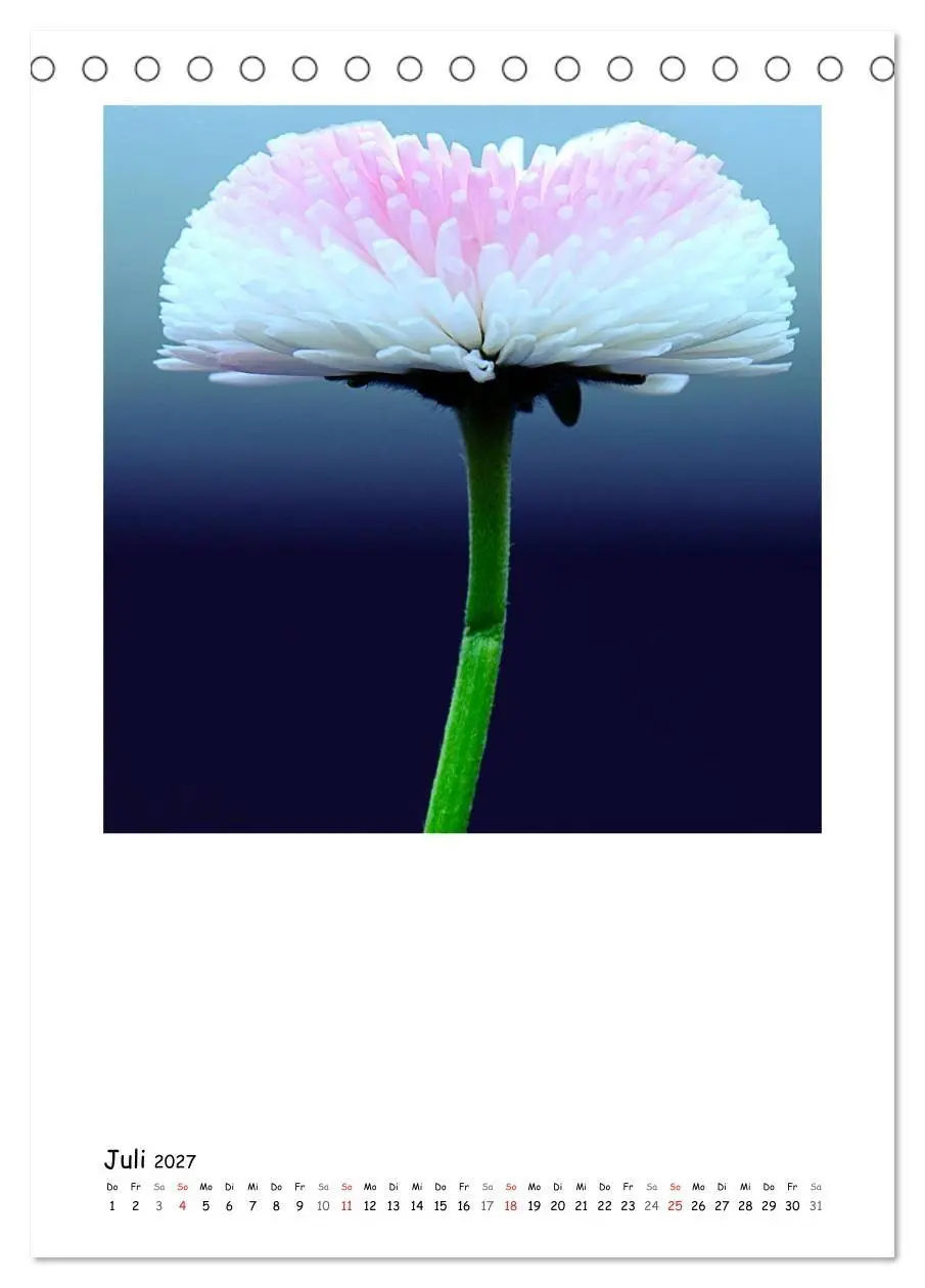 Bild: 9783594200674 | BLUMEN EINFACH IN SZENE GESETZT (Tischkalender 2027 DIN A5 hoch),...