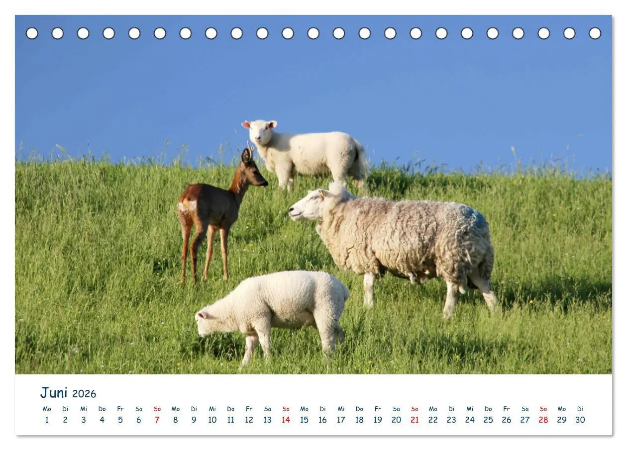 Bild: 9783516070774 | Butjadingen. Impressionen zwischen Jade und Nordsee (Tischkalender...