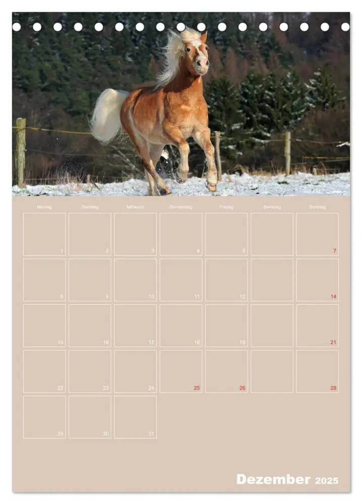 Bild: 9783457040874 | Pferde / Planer (Tischkalender 2025 DIN A5 hoch), CALVENDO...