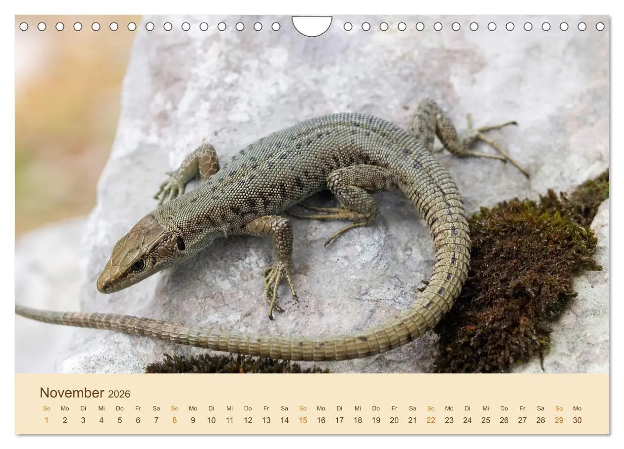 Bild: 9783457660874 | Eidechsen Europas (Wandkalender 2026 DIN A4 quer), CALVENDO...