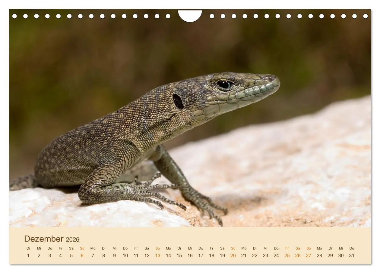 Bild: 9783457660874 | Eidechsen Europas (Wandkalender 2026 DIN A4 quer), CALVENDO...