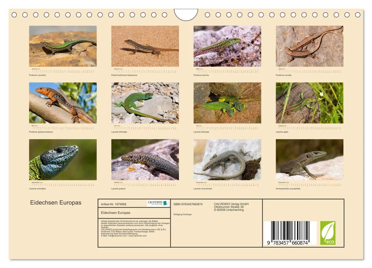 Bild: 9783457660874 | Eidechsen Europas (Wandkalender 2026 DIN A4 quer), CALVENDO...