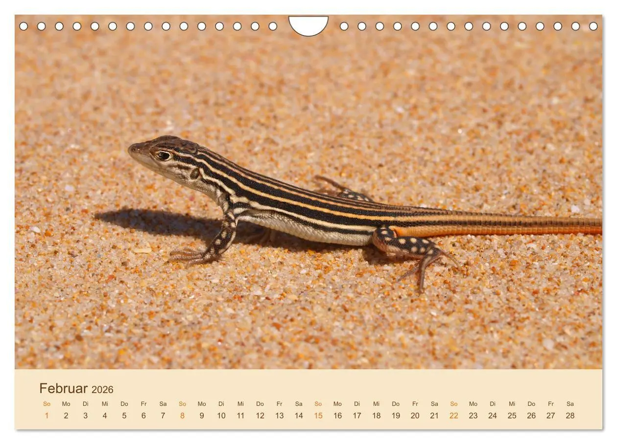 Bild: 9783457660874 | Eidechsen Europas (Wandkalender 2026 DIN A4 quer), CALVENDO...