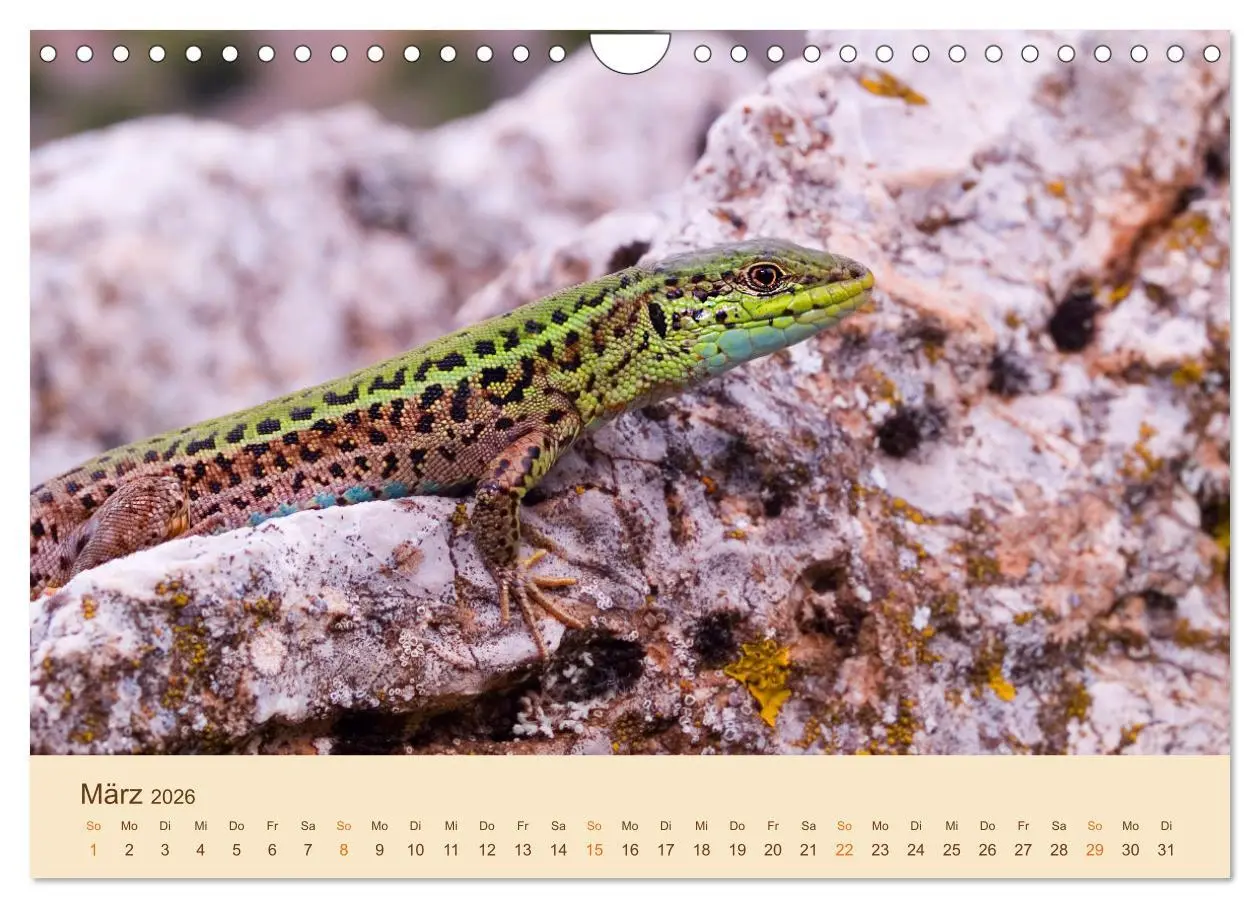 Bild: 9783457660874 | Eidechsen Europas (Wandkalender 2026 DIN A4 quer), CALVENDO...