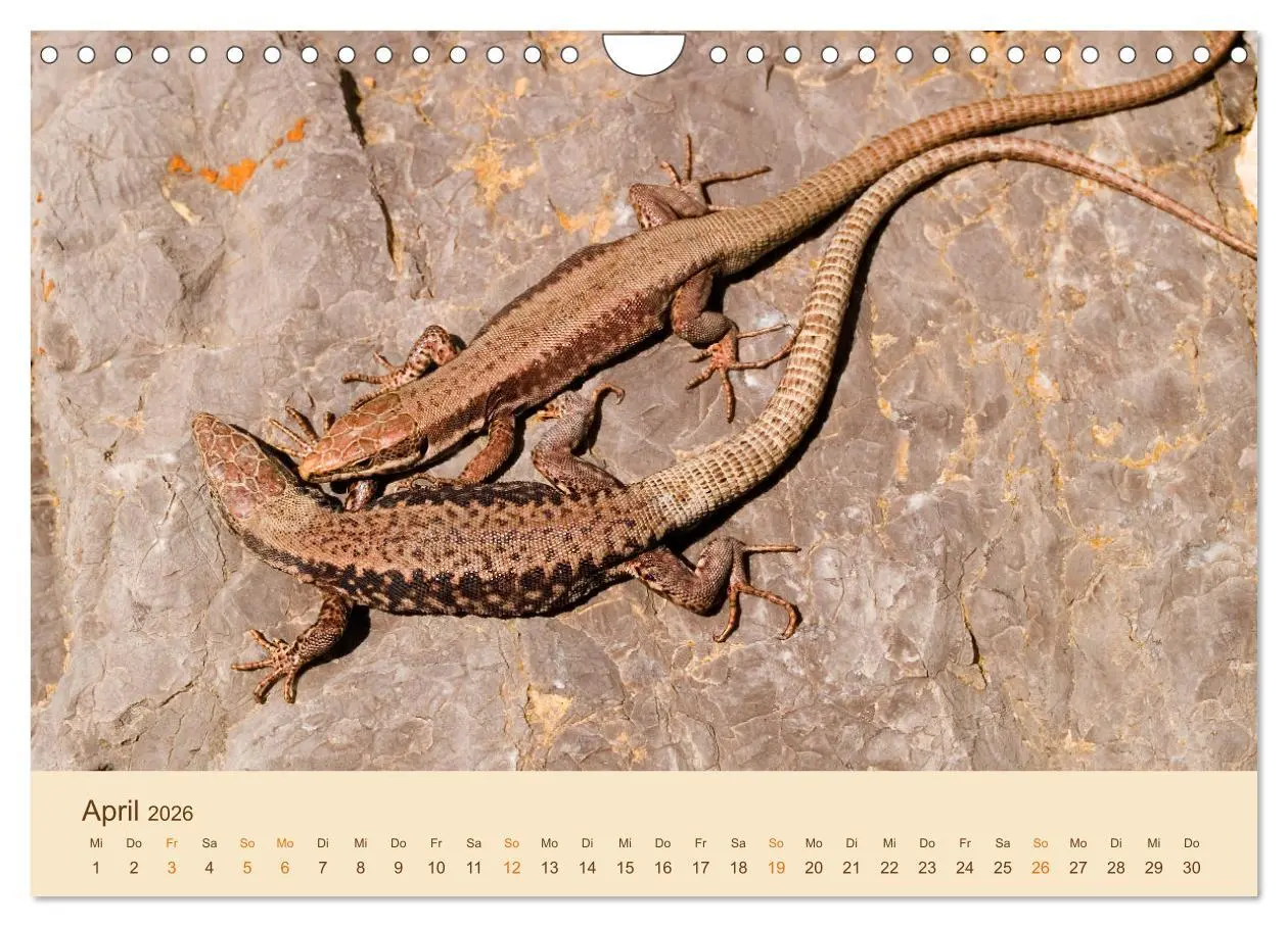 Bild: 9783457660874 | Eidechsen Europas (Wandkalender 2026 DIN A4 quer), CALVENDO...