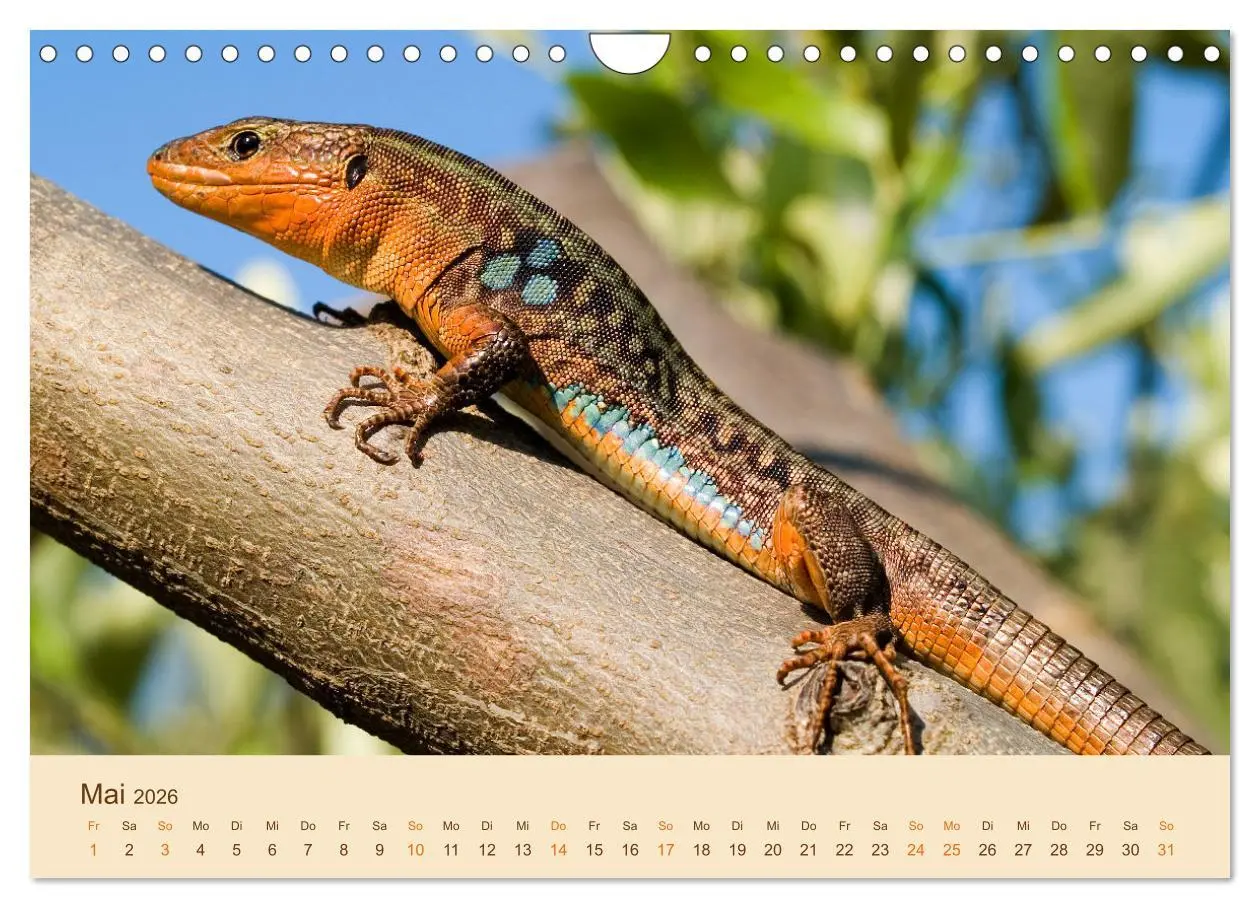 Bild: 9783457660874 | Eidechsen Europas (Wandkalender 2026 DIN A4 quer), CALVENDO...