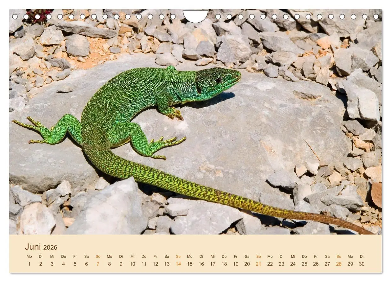 Bild: 9783457660874 | Eidechsen Europas (Wandkalender 2026 DIN A4 quer), CALVENDO...