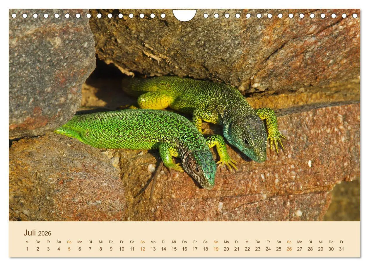 Bild: 9783457660874 | Eidechsen Europas (Wandkalender 2026 DIN A4 quer), CALVENDO...