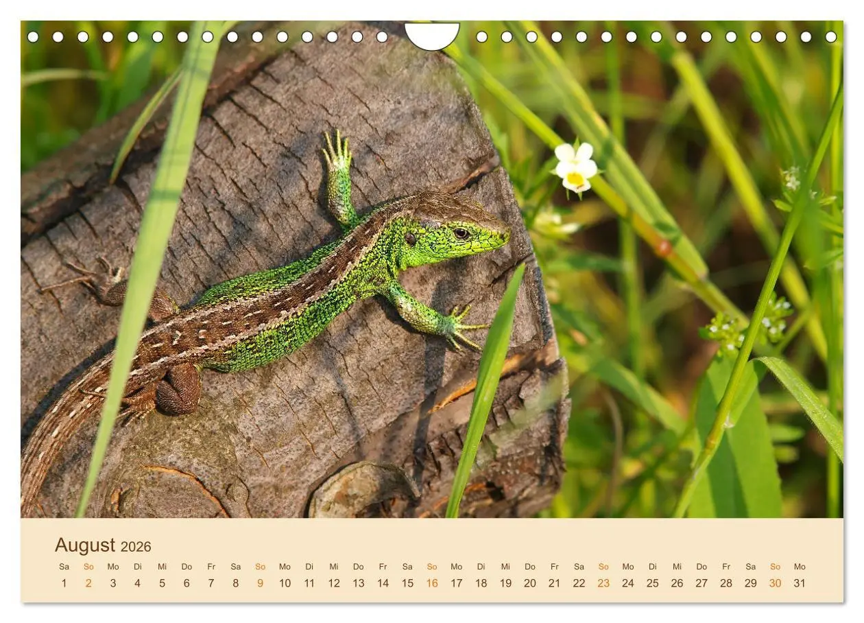 Bild: 9783457660874 | Eidechsen Europas (Wandkalender 2026 DIN A4 quer), CALVENDO...