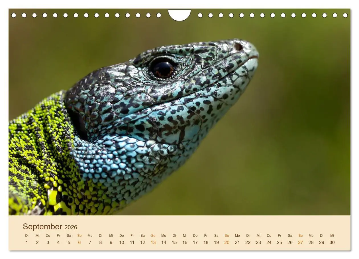 Bild: 9783457660874 | Eidechsen Europas (Wandkalender 2026 DIN A4 quer), CALVENDO...