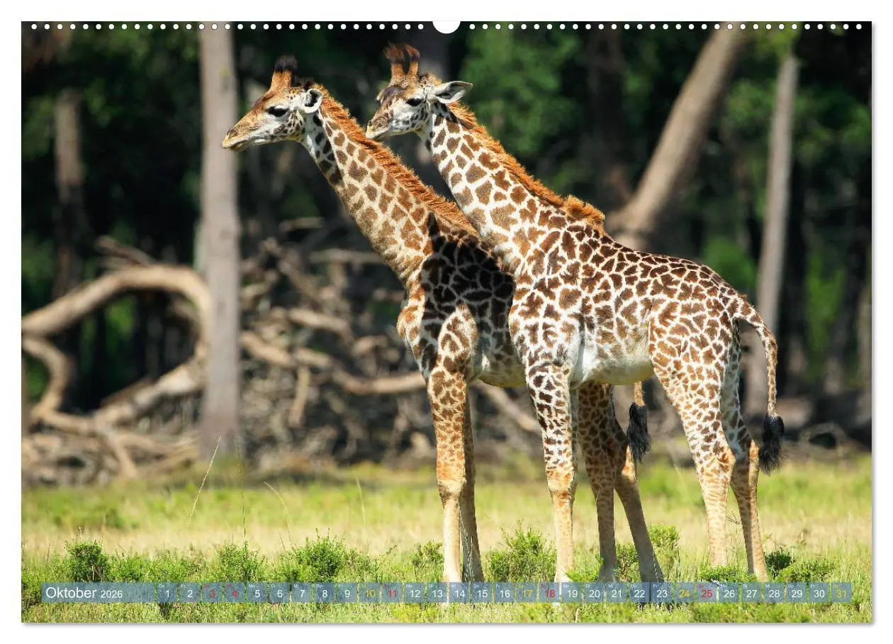 Bild: 9783516050974 | Giraffen - Sanftheit und Anmut (Wandkalender 2026 DIN A2 quer),...