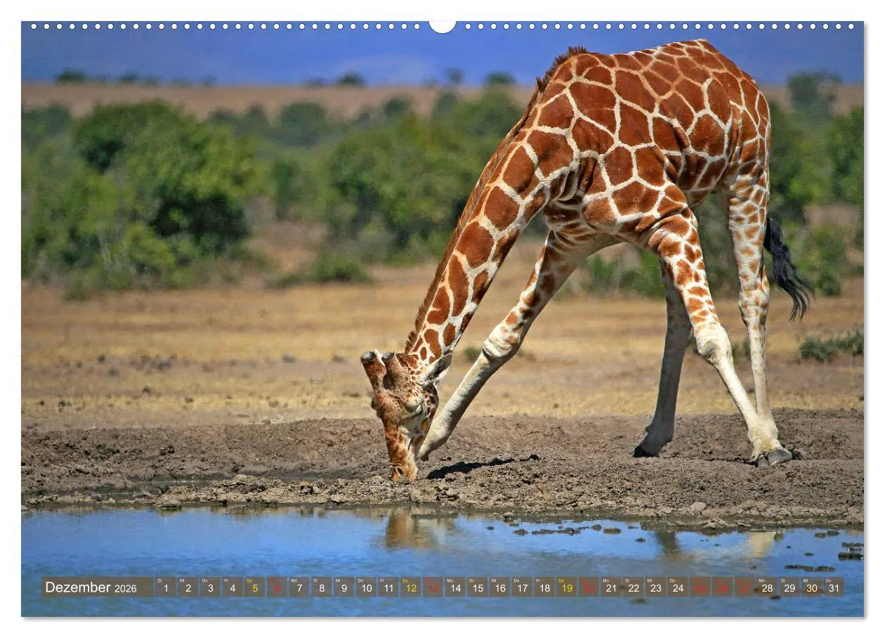 Bild: 9783516050974 | Giraffen - Sanftheit und Anmut (Wandkalender 2026 DIN A2 quer),...