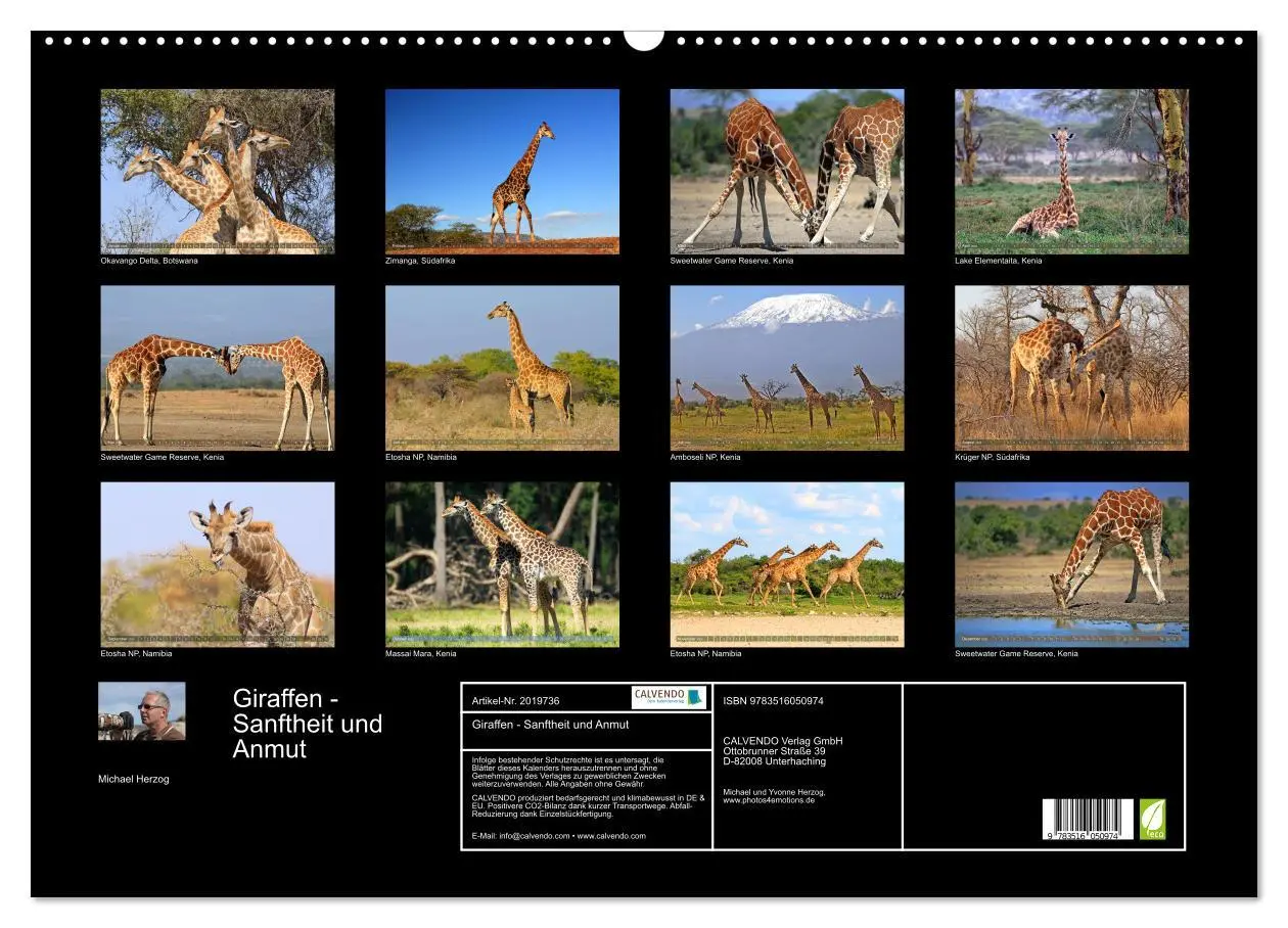 Bild: 9783516050974 | Giraffen - Sanftheit und Anmut (Wandkalender 2026 DIN A2 quer),...
