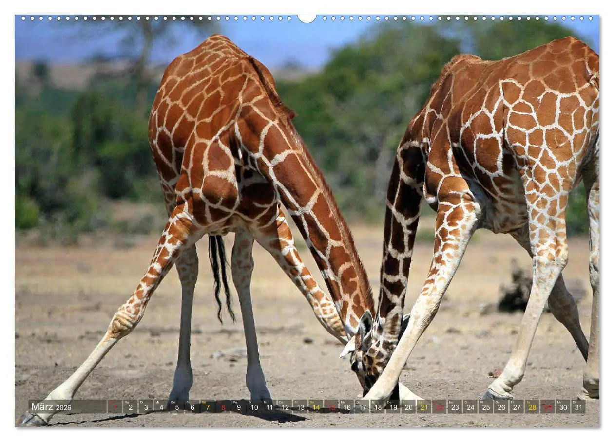 Bild: 9783516050974 | Giraffen - Sanftheit und Anmut (Wandkalender 2026 DIN A2 quer),...
