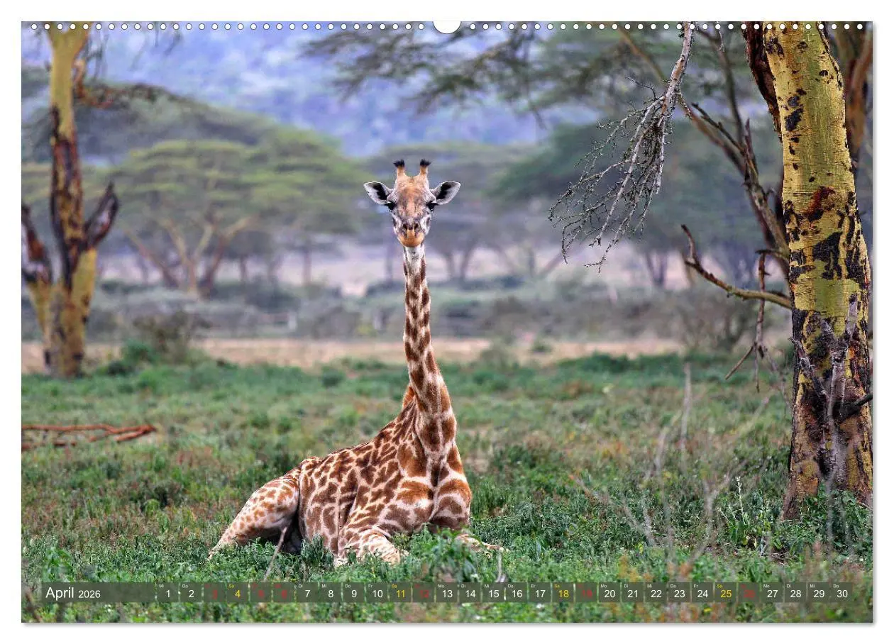 Bild: 9783516050974 | Giraffen - Sanftheit und Anmut (Wandkalender 2026 DIN A2 quer),...