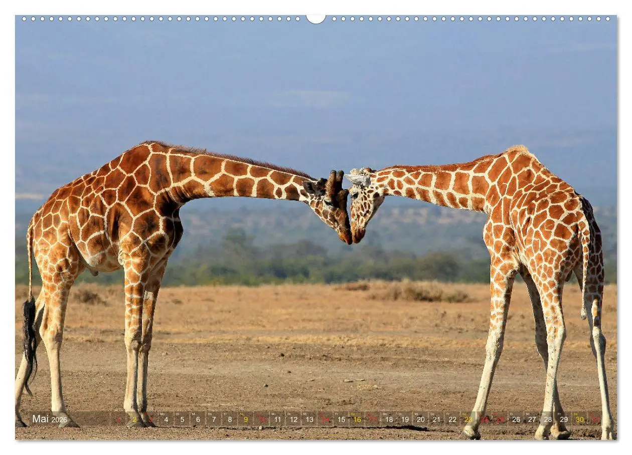 Bild: 9783516050974 | Giraffen - Sanftheit und Anmut (Wandkalender 2026 DIN A2 quer),...