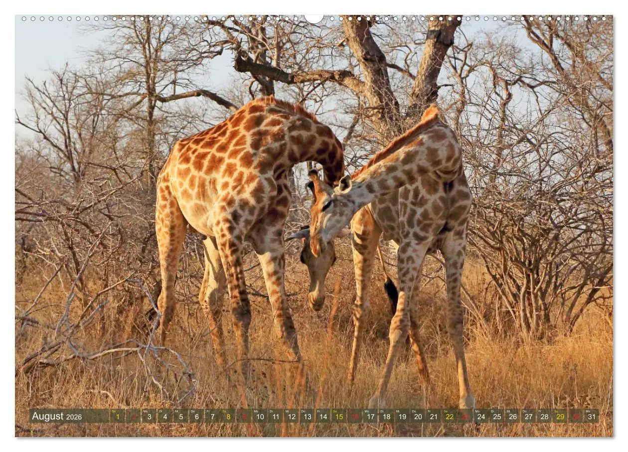 Bild: 9783516050974 | Giraffen - Sanftheit und Anmut (Wandkalender 2026 DIN A2 quer),...