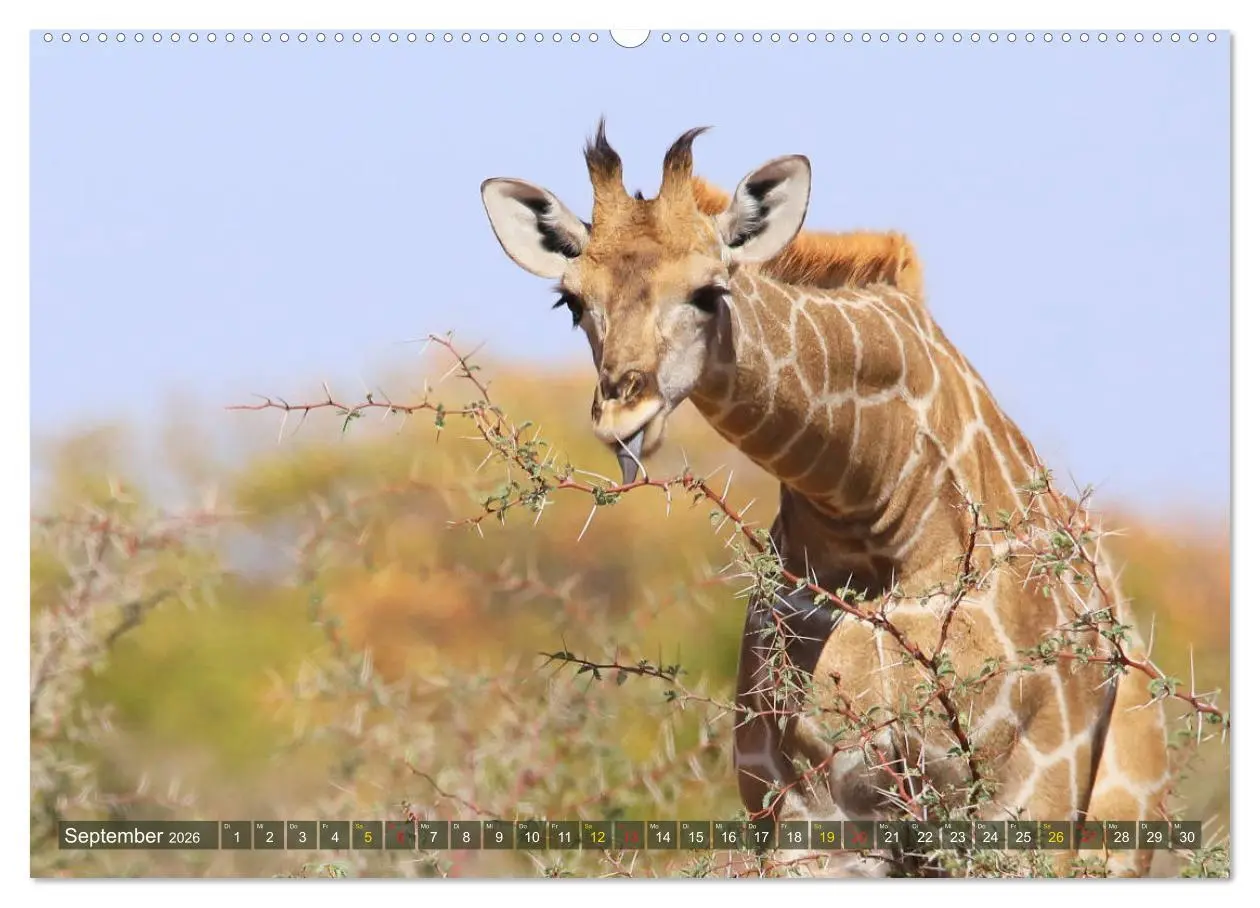 Bild: 9783516050974 | Giraffen - Sanftheit und Anmut (Wandkalender 2026 DIN A2 quer),...