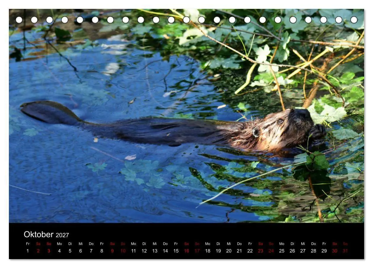 Bild: 9783569830974 | Das Leben der Biber (Tischkalender 2027 DIN A5 quer), CALVENDO...