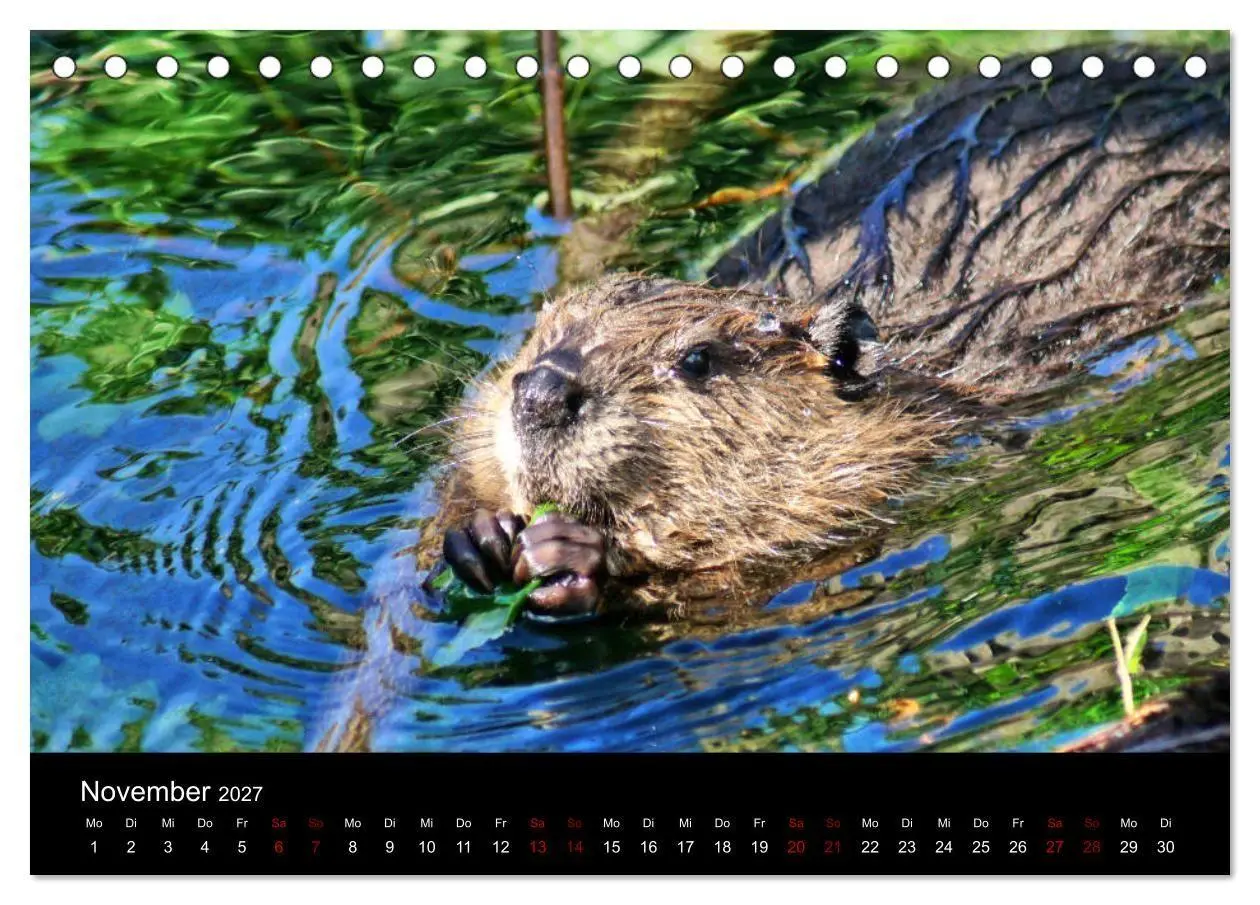 Bild: 9783569830974 | Das Leben der Biber (Tischkalender 2027 DIN A5 quer), CALVENDO...