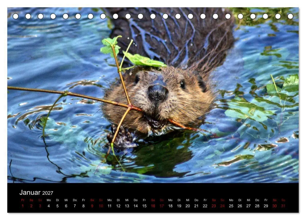 Bild: 9783569830974 | Das Leben der Biber (Tischkalender 2027 DIN A5 quer), CALVENDO...