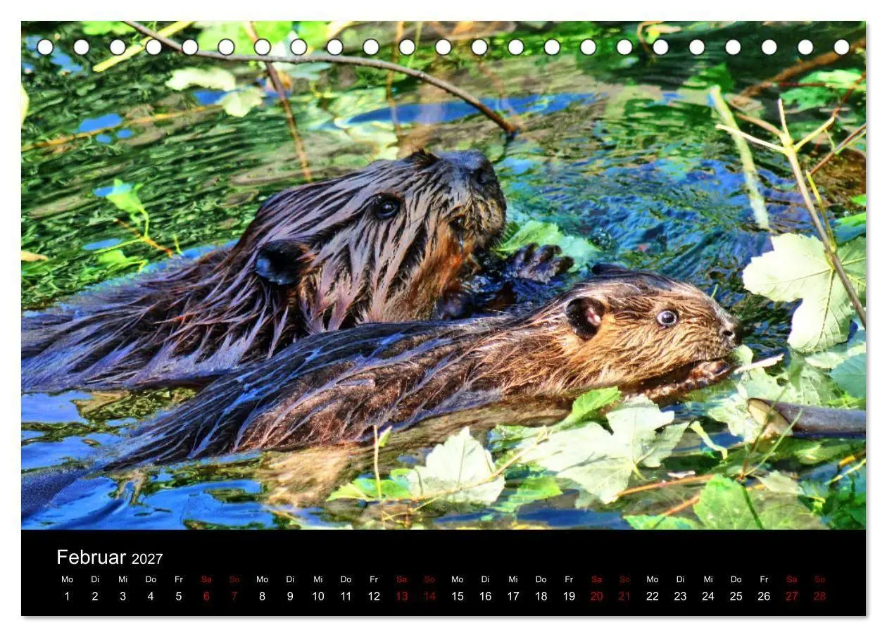 Bild: 9783569830974 | Das Leben der Biber (Tischkalender 2027 DIN A5 quer), CALVENDO...