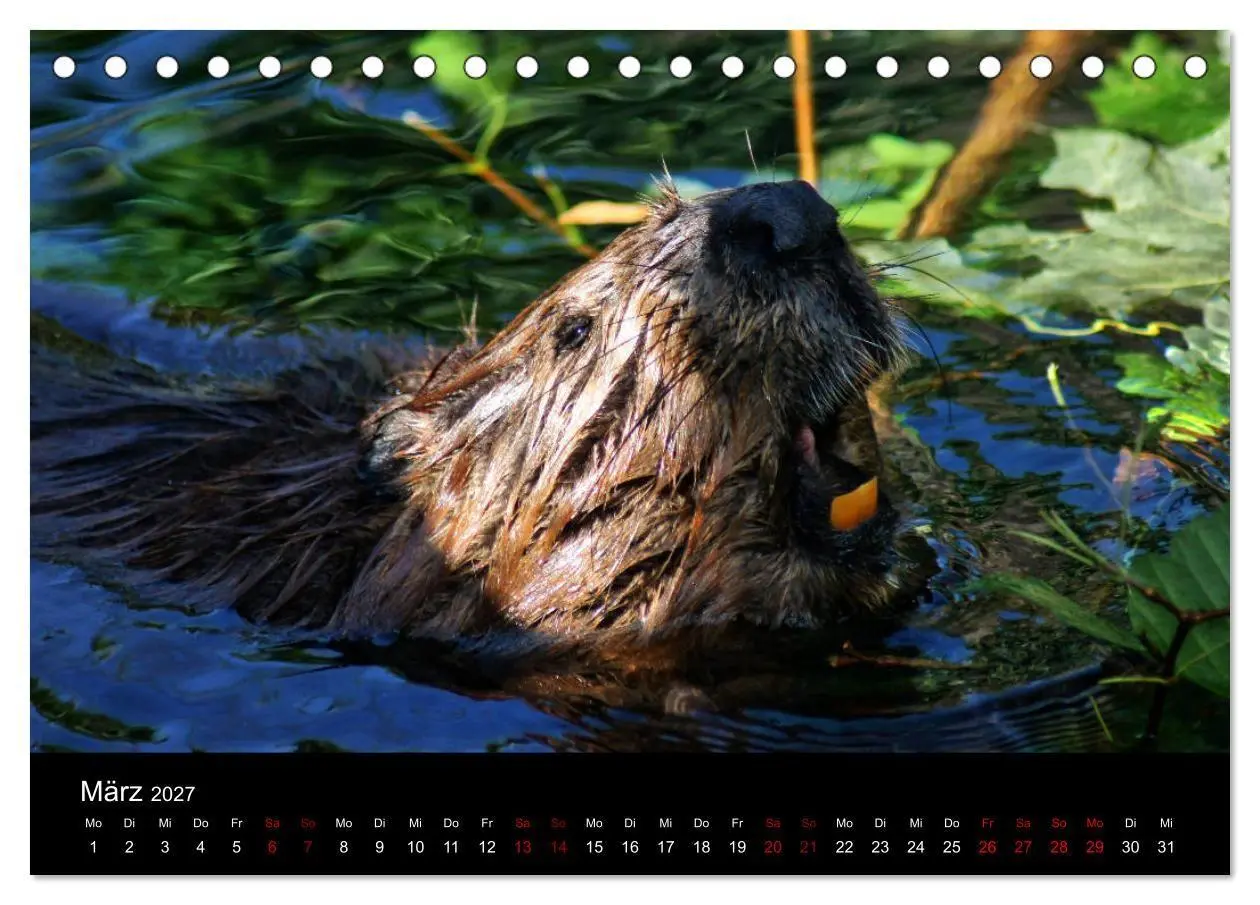 Bild: 9783569830974 | Das Leben der Biber (Tischkalender 2027 DIN A5 quer), CALVENDO...