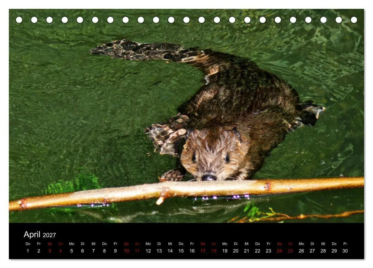 Bild: 9783569830974 | Das Leben der Biber (Tischkalender 2027 DIN A5 quer), CALVENDO...