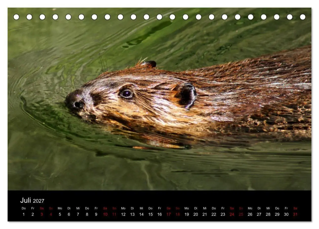 Bild: 9783569830974 | Das Leben der Biber (Tischkalender 2027 DIN A5 quer), CALVENDO...
