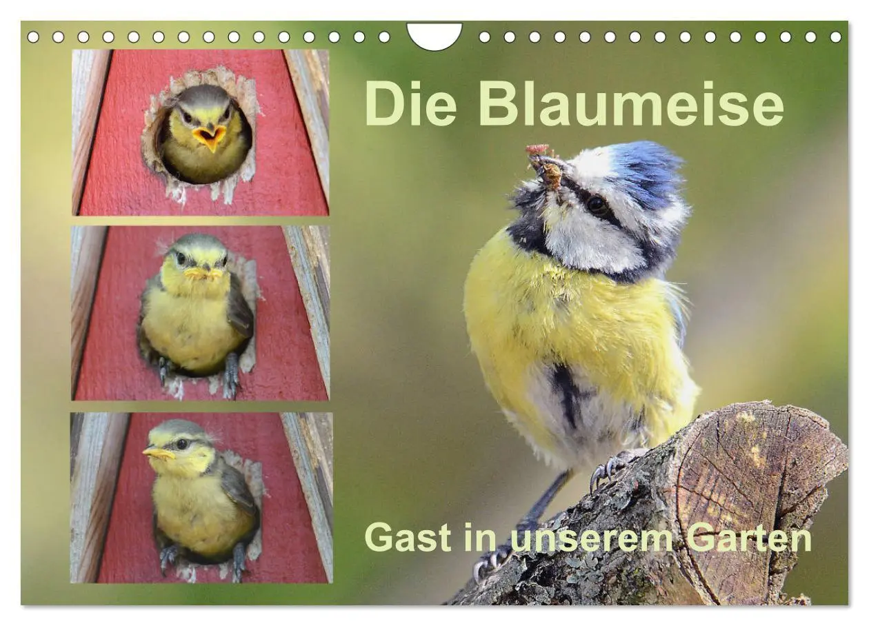 Cover: 9783457921074 | Die Blaumeise, Gast in unserem Garten (Wandkalender 2026 DIN A4...