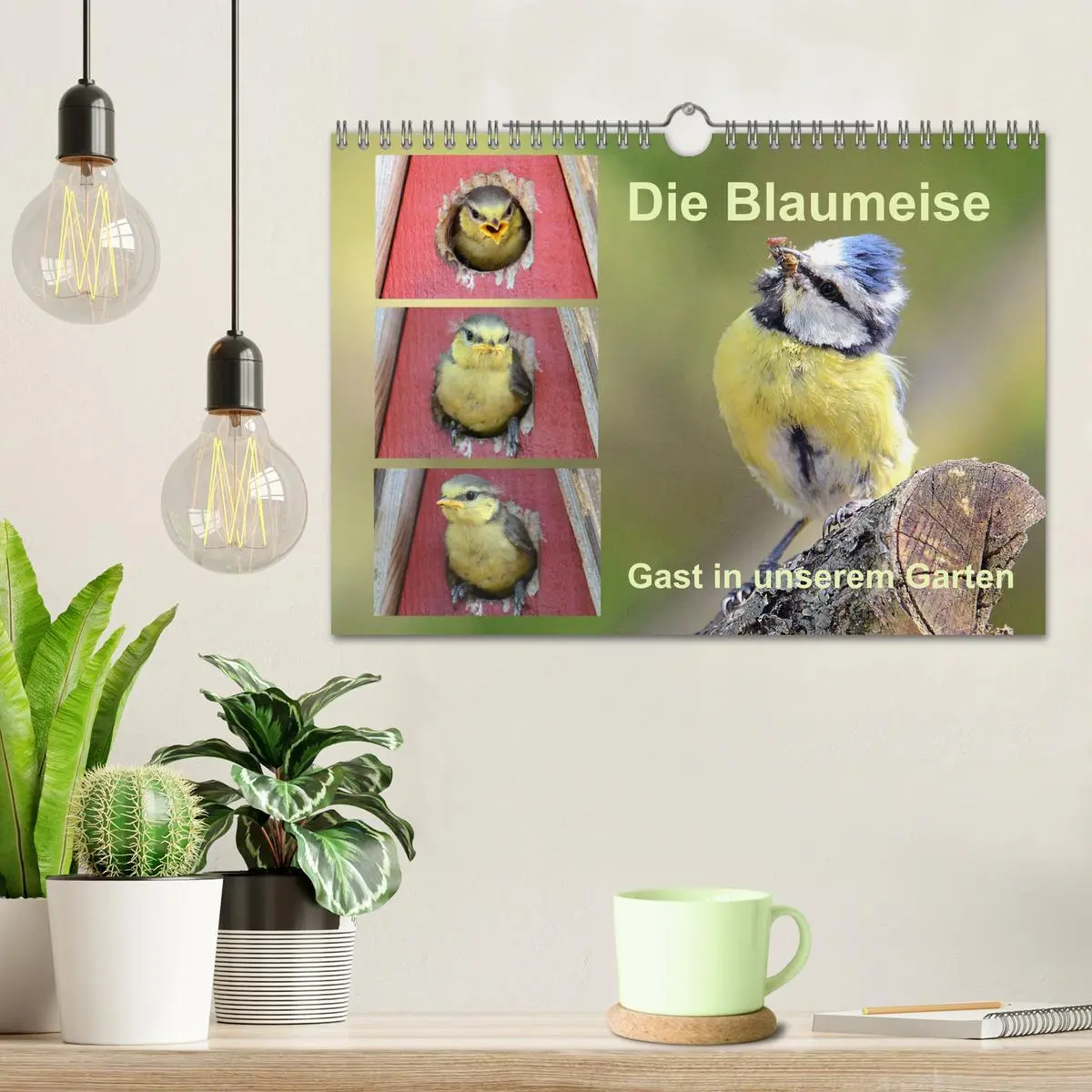 Bild: 9783457921074 | Die Blaumeise, Gast in unserem Garten (Wandkalender 2026 DIN A4...