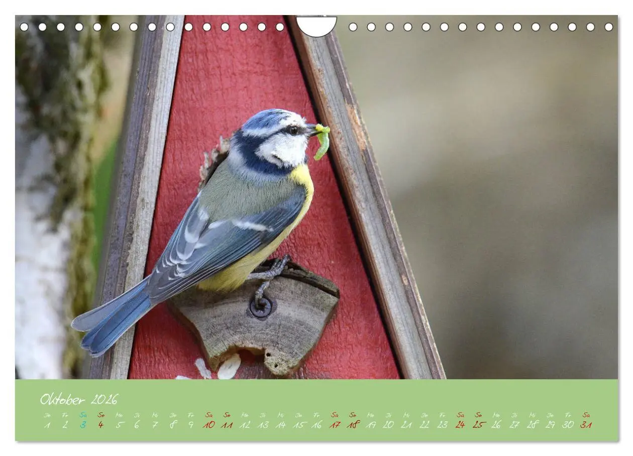 Bild: 9783457921074 | Die Blaumeise, Gast in unserem Garten (Wandkalender 2026 DIN A4...