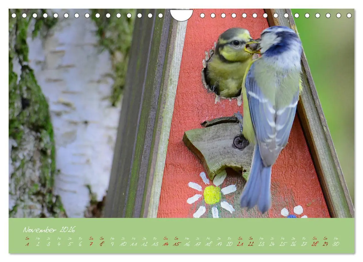 Bild: 9783457921074 | Die Blaumeise, Gast in unserem Garten (Wandkalender 2026 DIN A4...