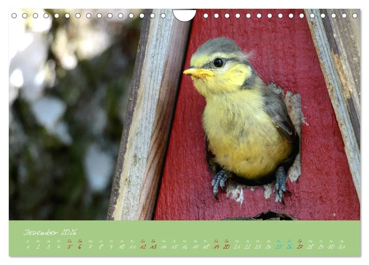Bild: 9783457921074 | Die Blaumeise, Gast in unserem Garten (Wandkalender 2026 DIN A4...